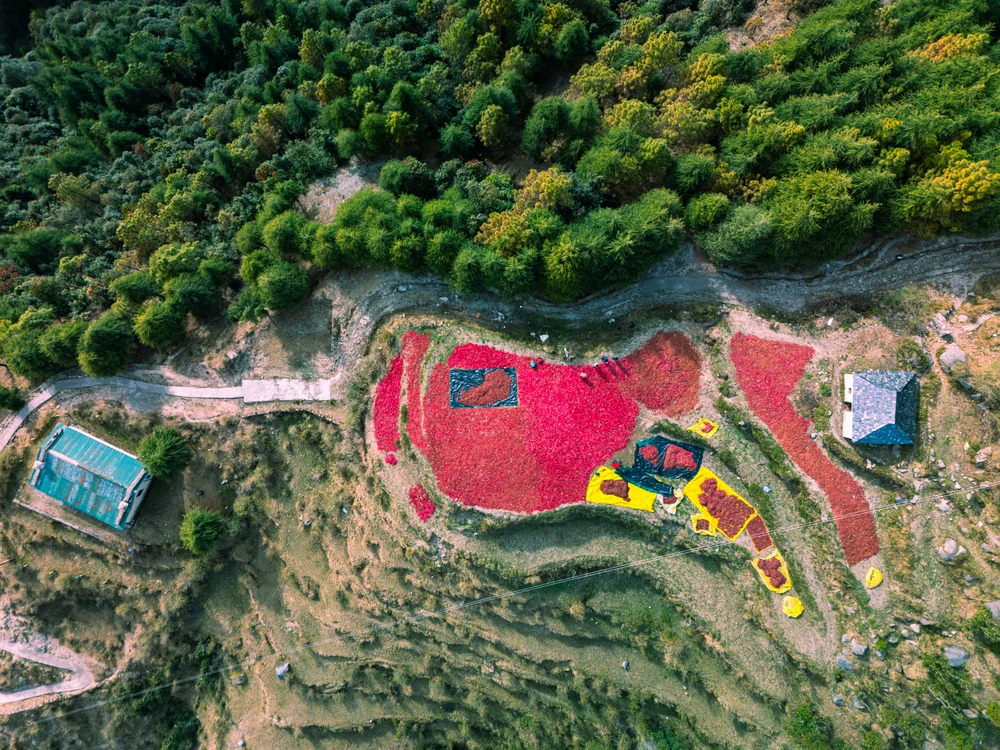 An aerial view of red flowers spread across hillside terraces between small buildings and a dense green forest.