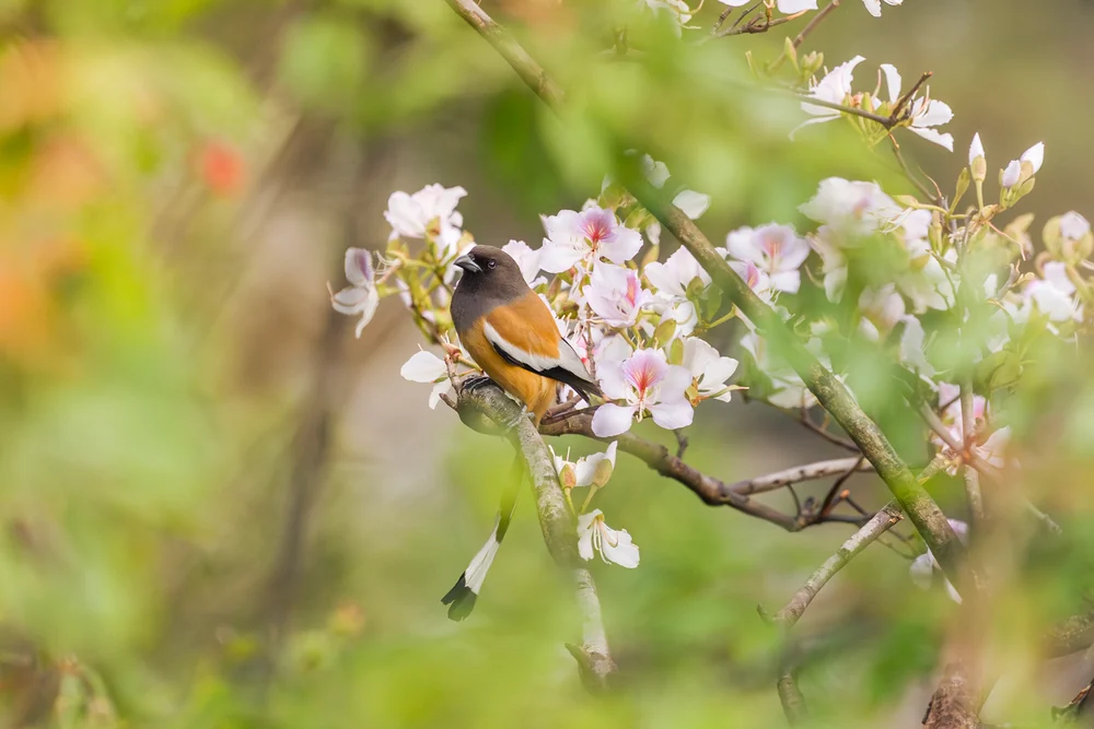 An orange and black bird perched among pale pink blossoms.