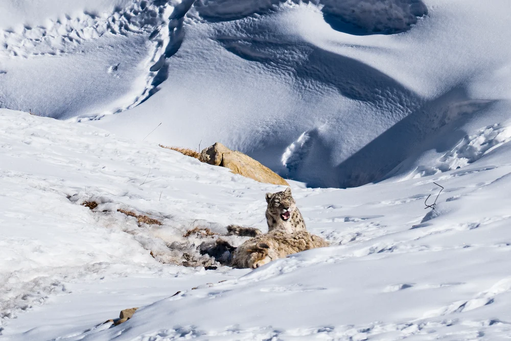 A snow leopard lying in a shallow hollow surrounded by sunlit snow and wind-carved drifts.
