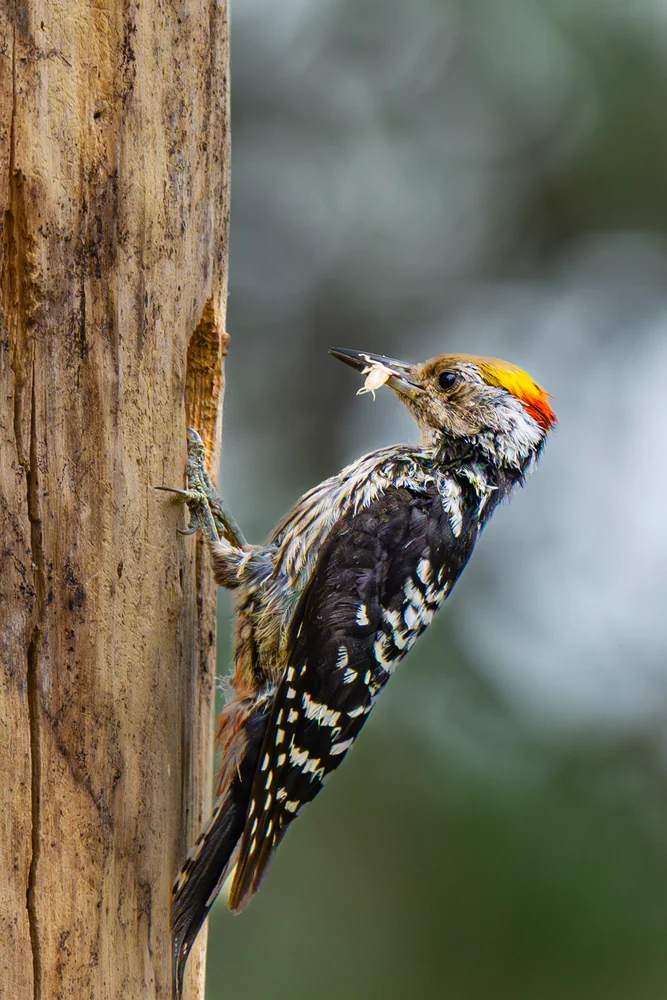 A black and white bird with a yellow and red crown holding an insect in its beak while clinging to a tree trunk.