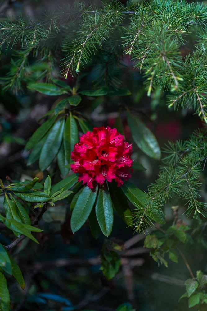 A cluster of red flowers surrounded by dark green leaves and evergreen branches.