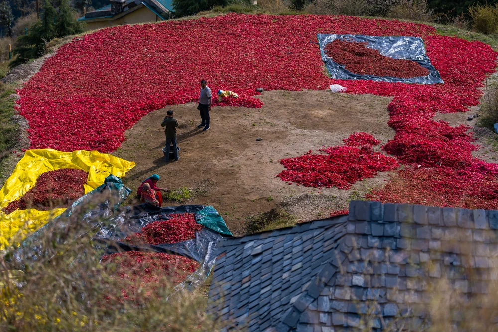 People working among broad patches of red flowers on a terrace, seen from above a slate roof.