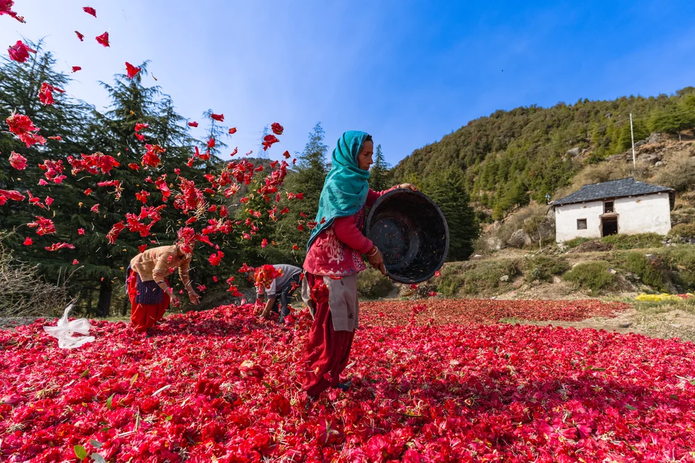 A woman in a turquoise headscarf tossing red flowers from a basket above a ground covered in blossoms, with other workers and a small house behind her.