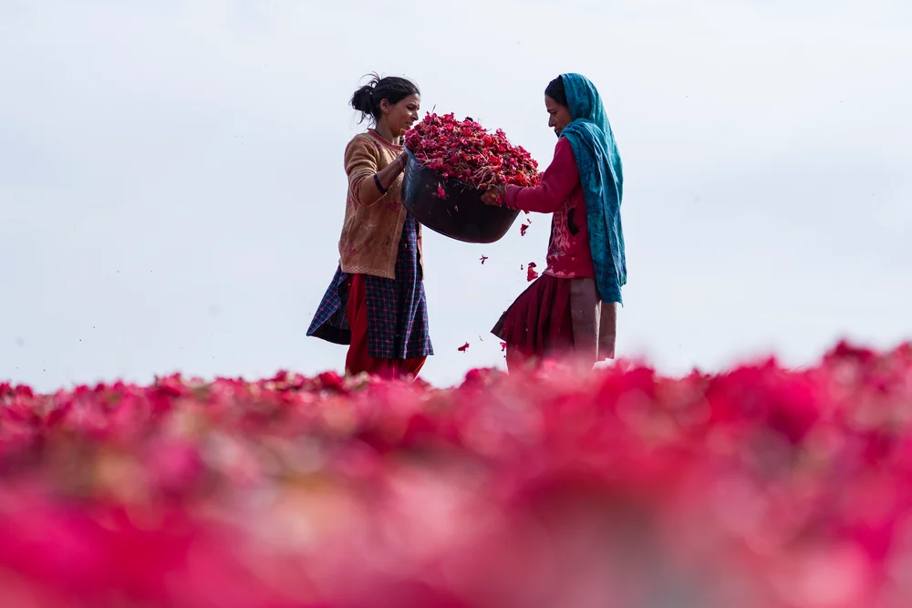 Two women lifting a black basket filled with red flowers, framed above a softly blurred foreground of blossoms.