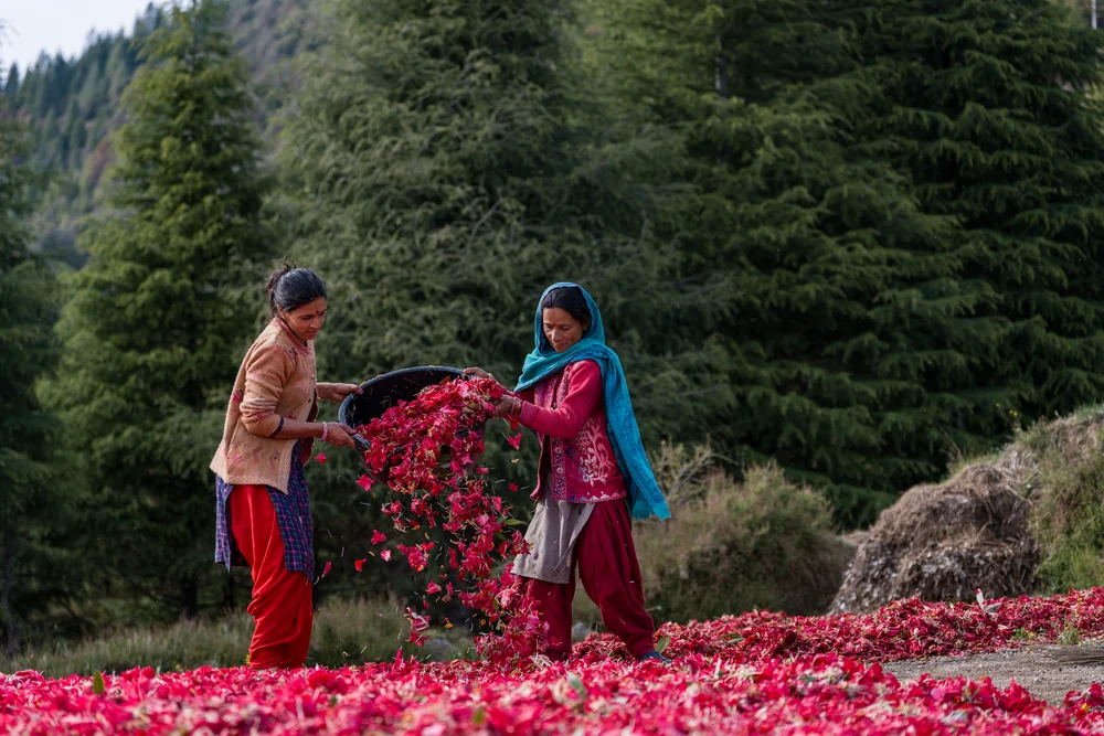 Two women tipping red flowers from a large basket onto the ground, with a forested slope behind them.