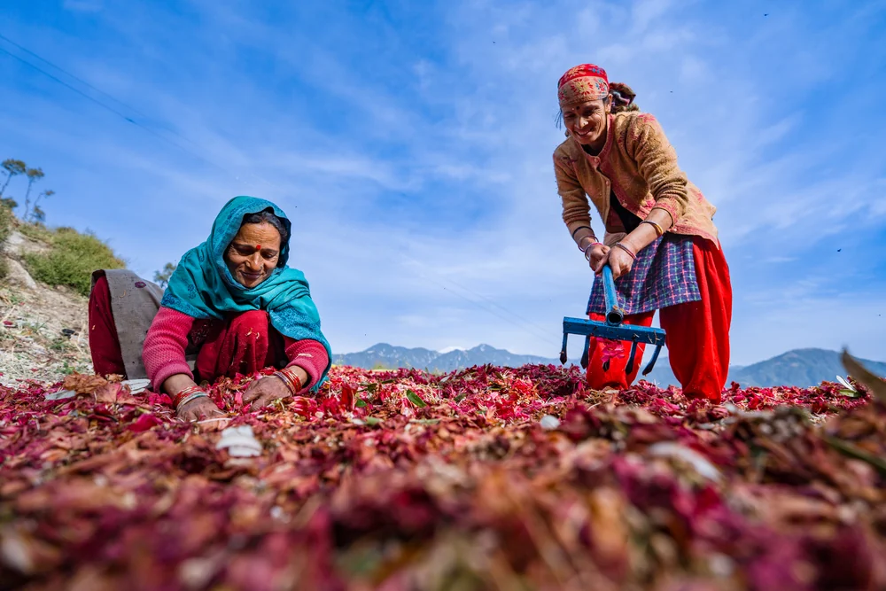 Two women working among red flowers, one seated and sorting while the other stands with a blue rake against a blue sky.