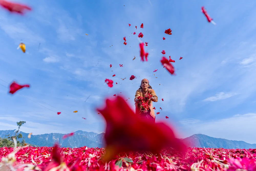 Red flowers falling toward the camera as a woman tosses them into the air beneath a broad blue sky.