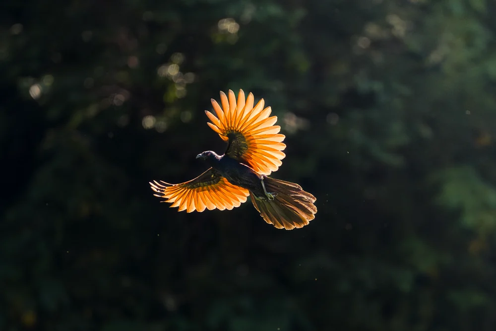 A dark bird flying with bright orange wings spread against shadowed trees.
