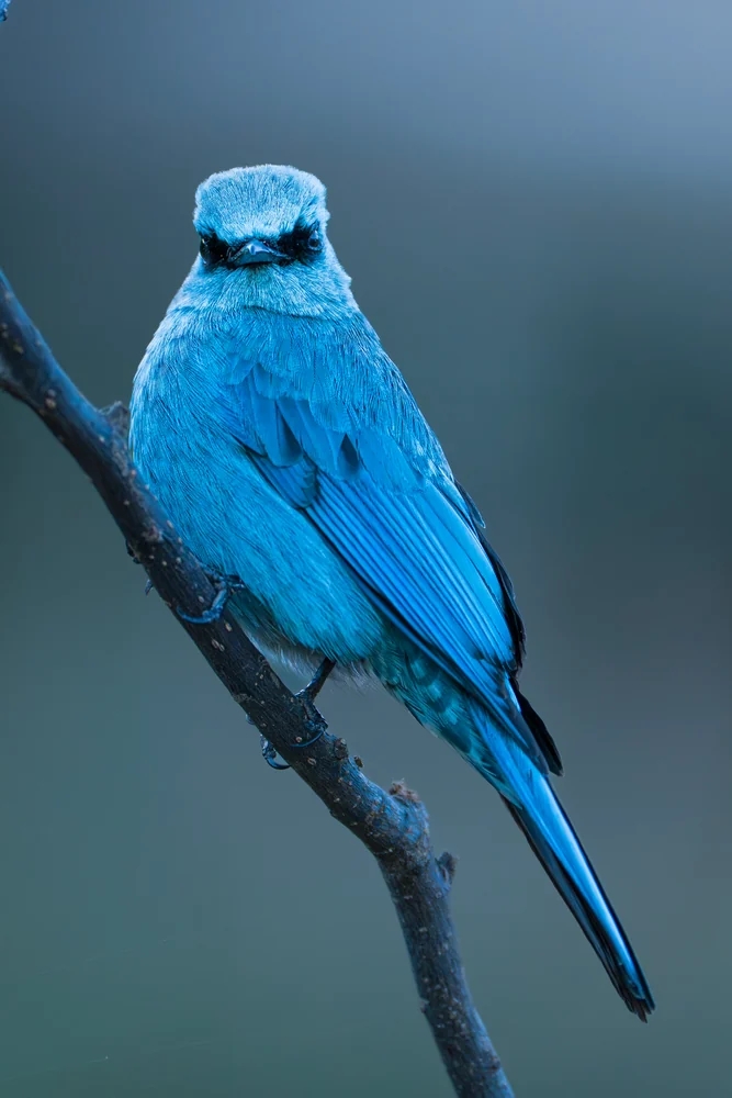 A turquoise bird resting on a slender dark branch.