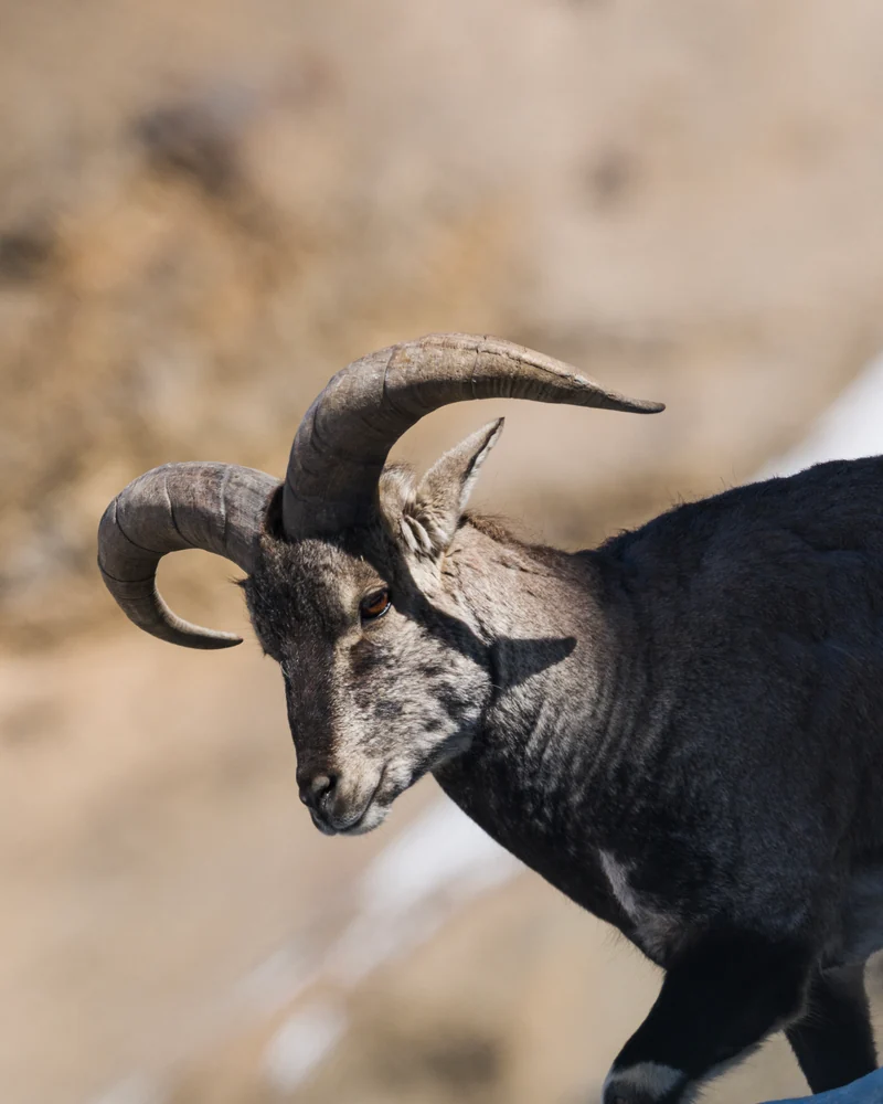 A dark-coated horned mountain animal turning its head towards the camera against a softly blurred rocky slope.