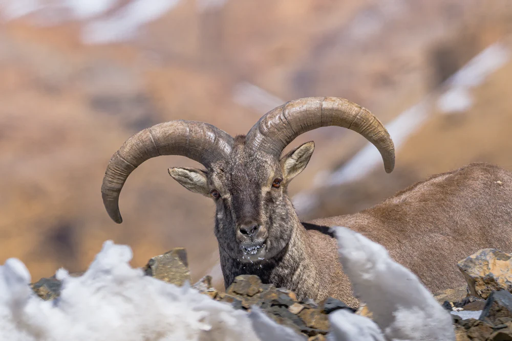 A close portrait of a horned mountain animal resting among rocks and snow.