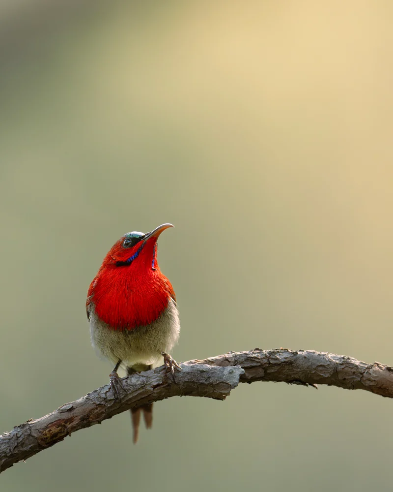 A bird with a bright red throat calling from a slender branch.