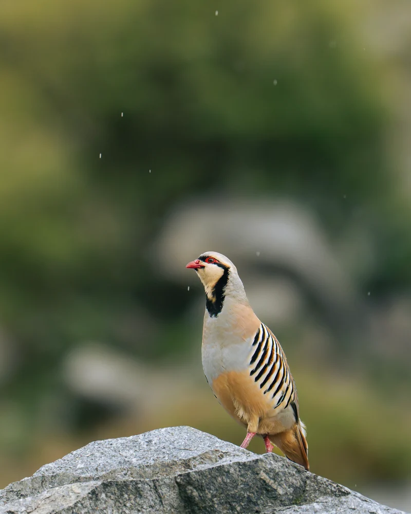A patterned ground bird with a dark neck band standing on a rock.
