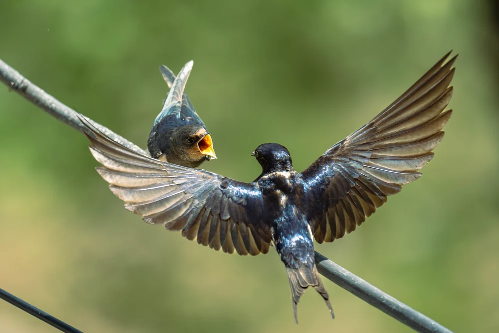 A dark bird spreading its wings toward another bird with an open beak on a sloping perch.