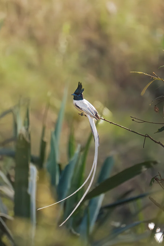 A crested white bird with a very long tail resting on a curved branch.