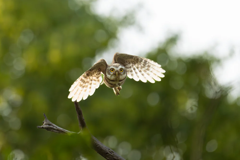 An owl flying toward the camera with its wings outstretched.