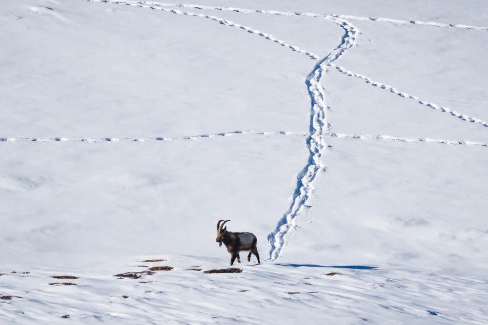 A horned mountain animal standing on a white snowfield beside crossing trails of footprints.