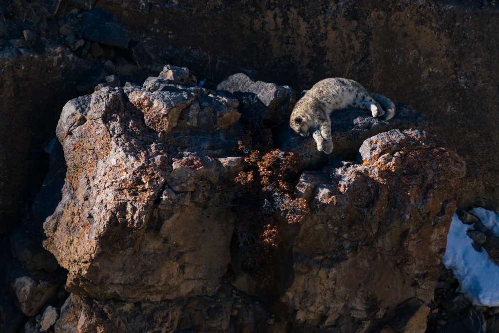 A snow leopard jumping down between rugged rock ledges, with patches of snow below.