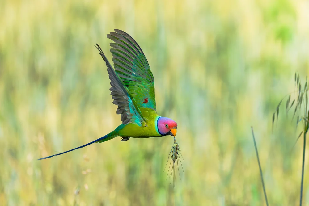 A bright green, pink-headed parrot in flight with its wings spread.