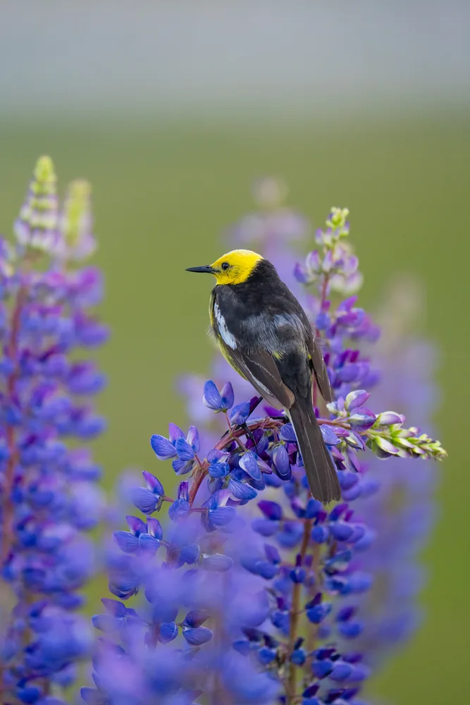 A small dark bird with a yellow head perched among tall purple flowers.