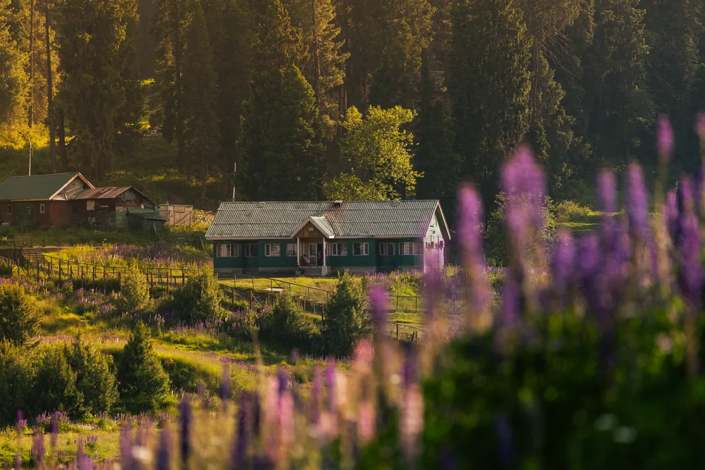 Wooden cabins beside a forest, seen beyond purple flowers in warm evening light.