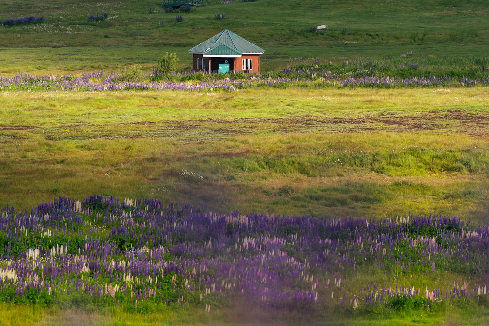 A small cabin standing in a green meadow bordered by purple flowers.