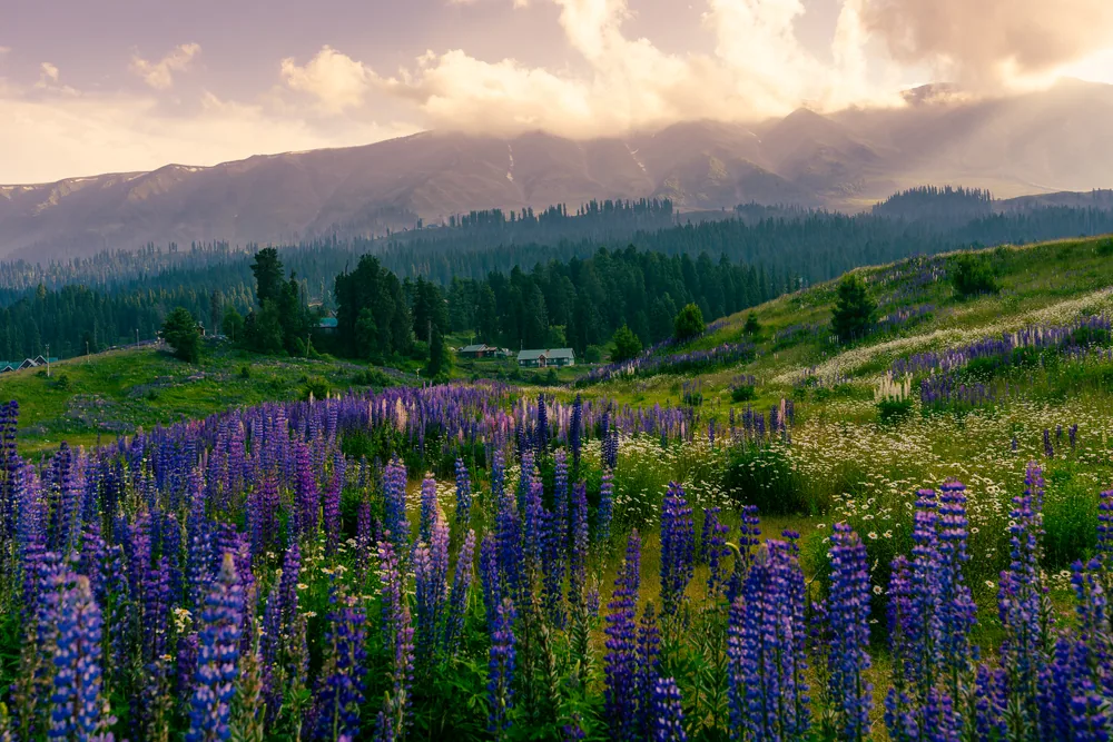 Purple flowers across a mountain meadow beneath sunlit clouds and distant ridges.