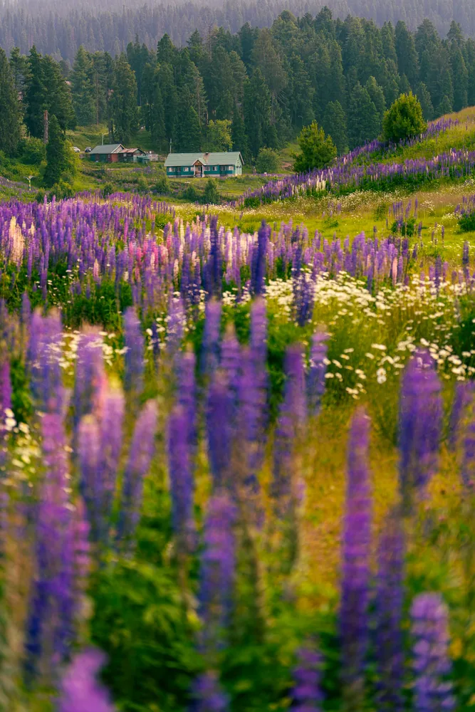 Tall purple flowers in a green meadow with cabins and a forest in the distance.