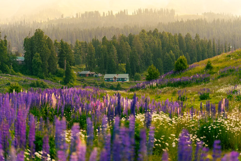 Purple flowers and scattered cabins beneath a forested hillside in warm hazy light.