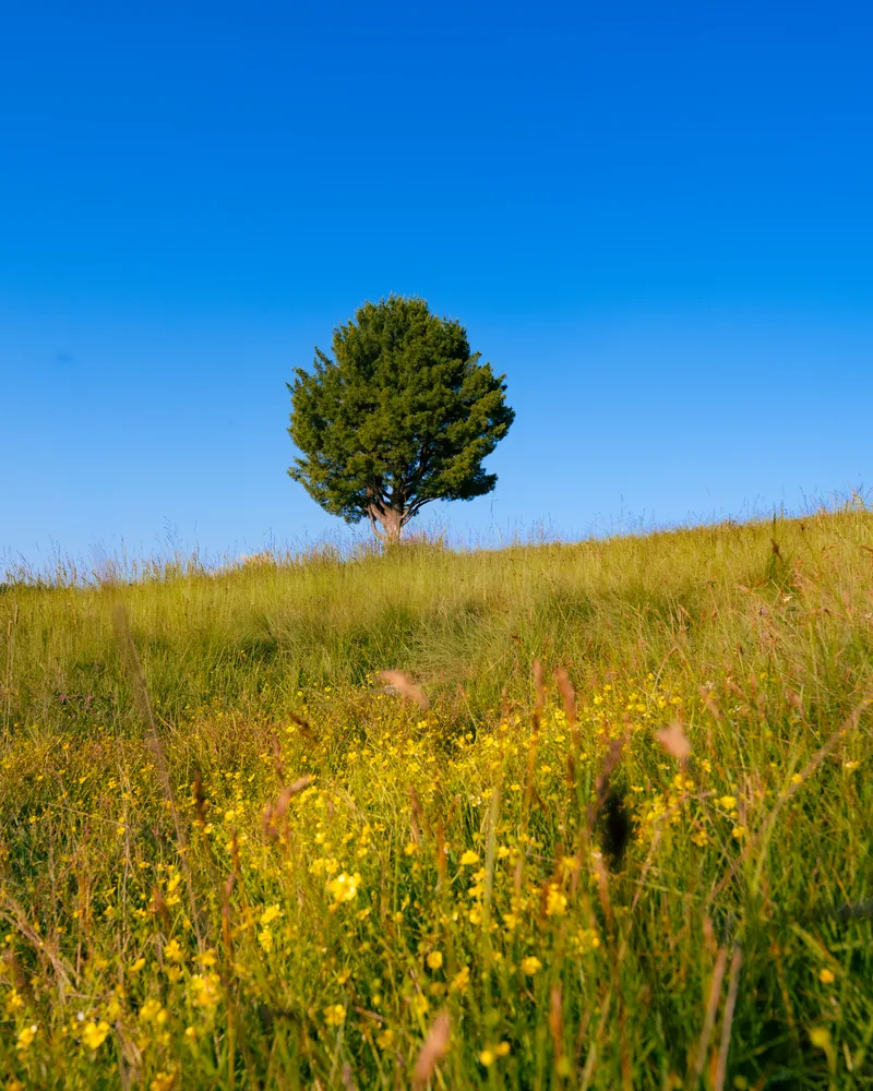 A solitary tree on a grassy hillside beneath a clear blue sky.