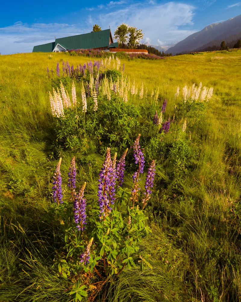 Purple and white flowers leading across a grassy slope toward a cabin.