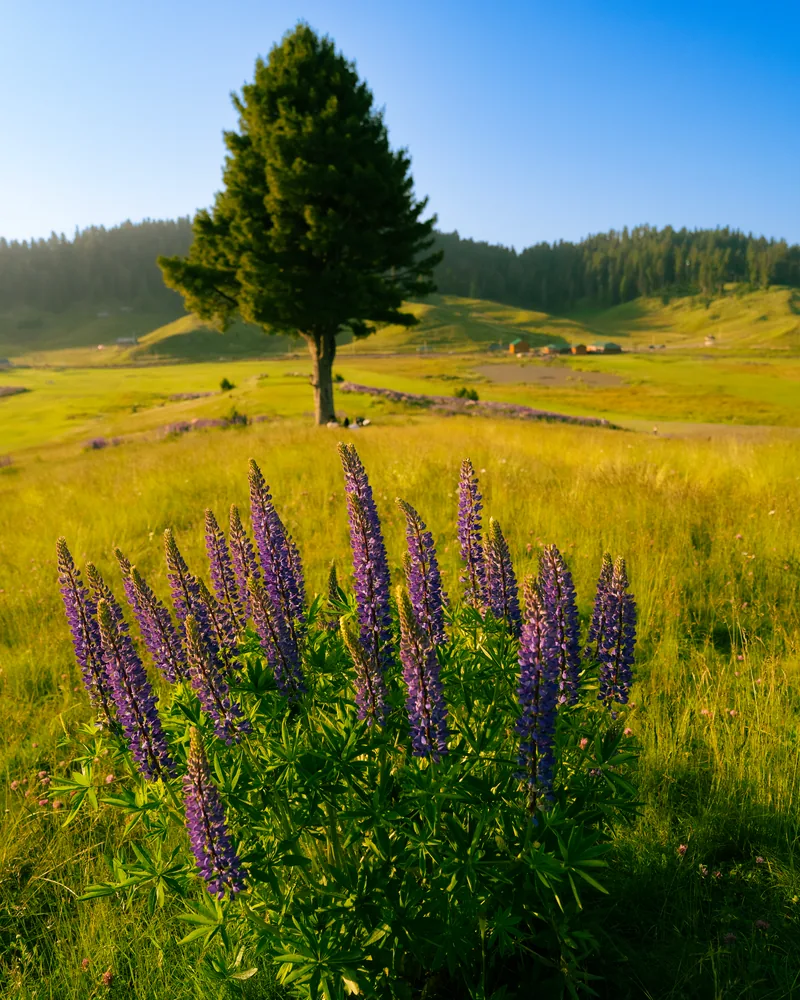 Purple flowers in a sunlit meadow beside a solitary tree and distant woodland.