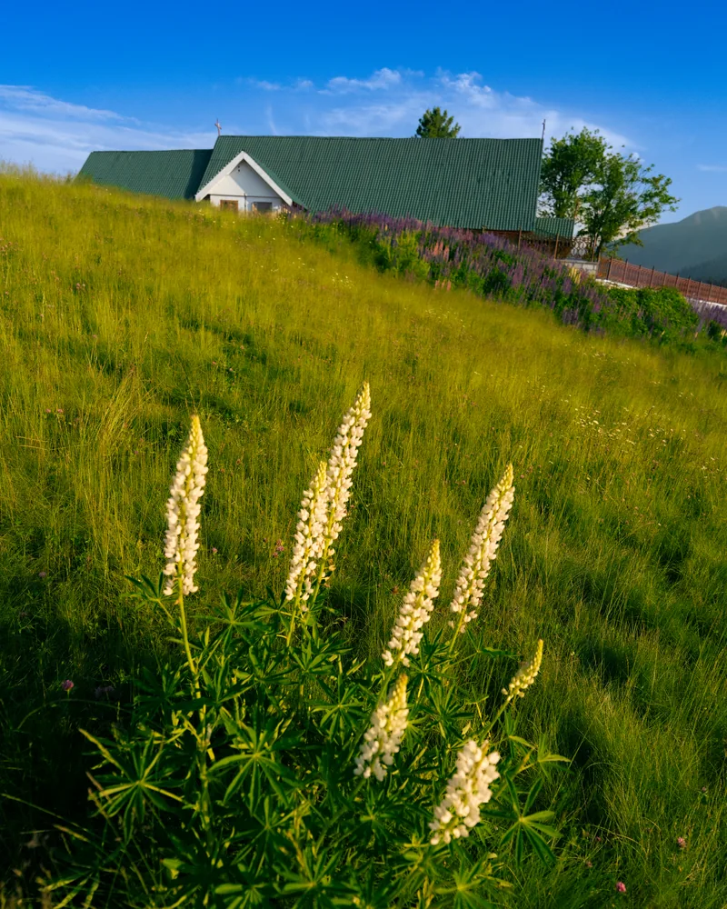 White and purple flowers on a grassy slope below a green-roofed building.