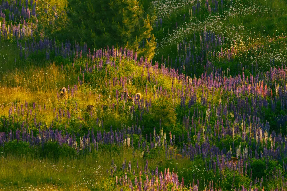 Bands of purple and pink flowers scattered across a green meadow.