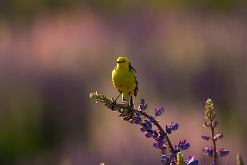 A small yellow bird perched on a purple flower stem against a softly blurred background.