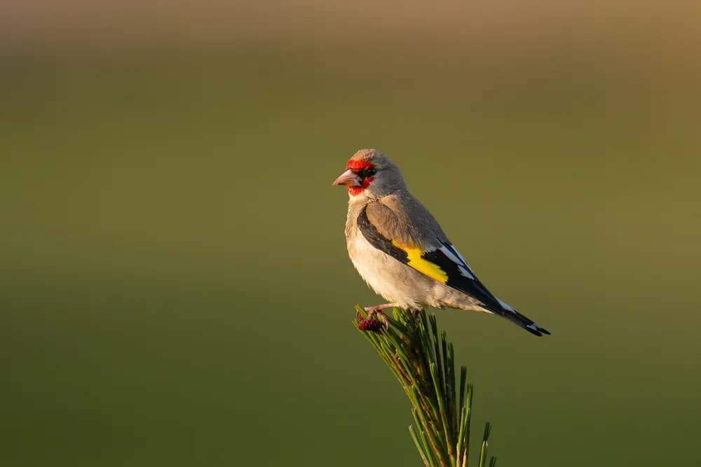 A small bird with red and black facial markings perched on a flower stem.