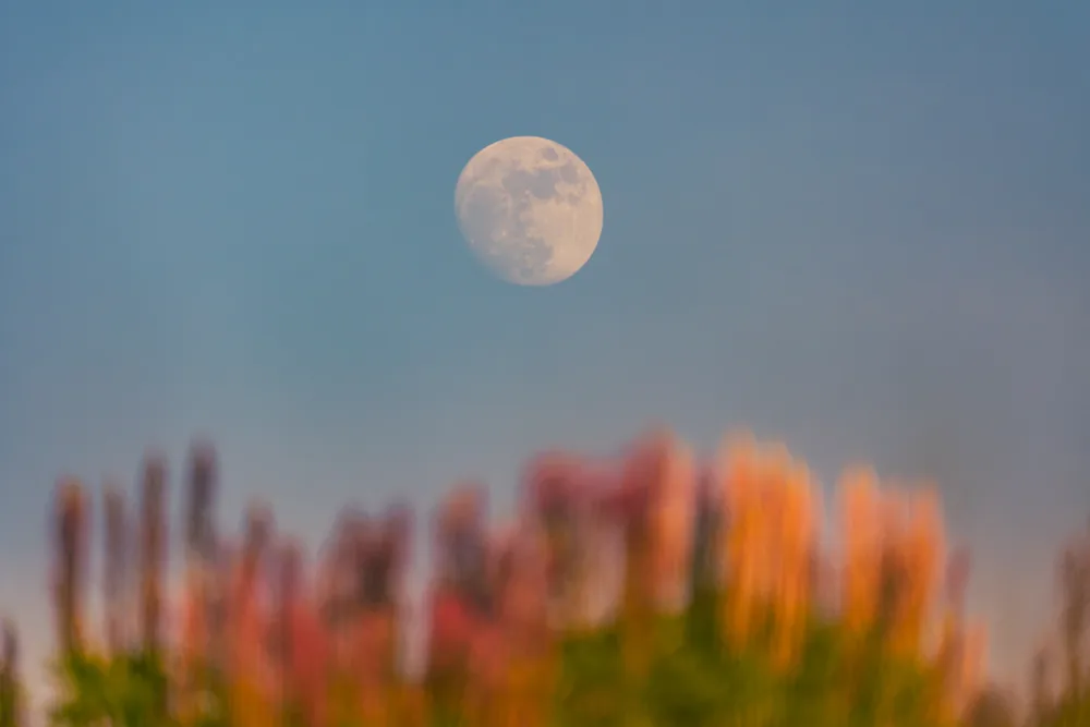 The moon above softly blurred pink and purple flowers.