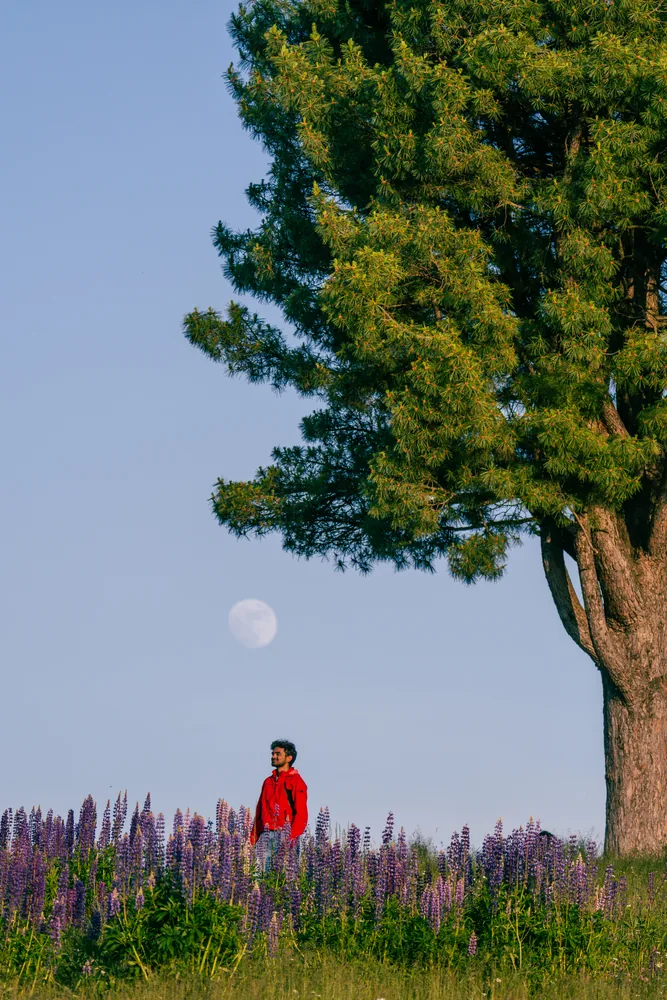 A person in red standing among purple flowers beneath a tree, with the moon behind.