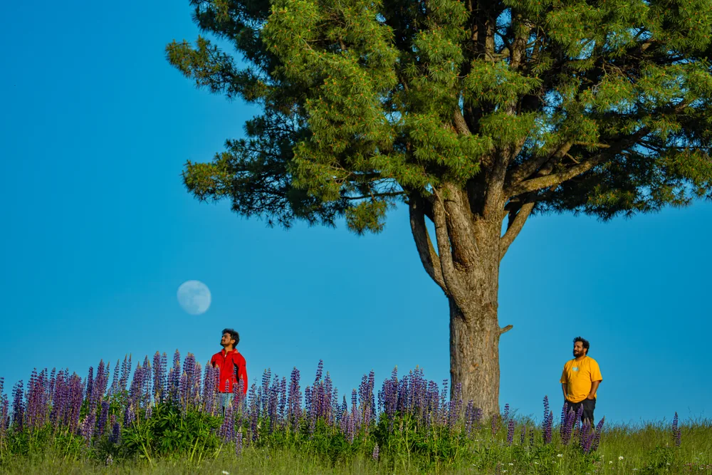 Two people beside a large tree in a field of purple flowers beneath a blue sky and moon.