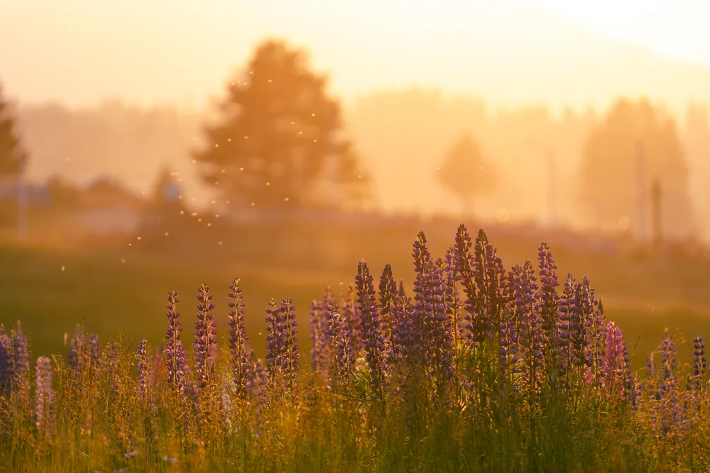 Purple flowers glowing in golden mist, with a tree silhouetted in the distance.