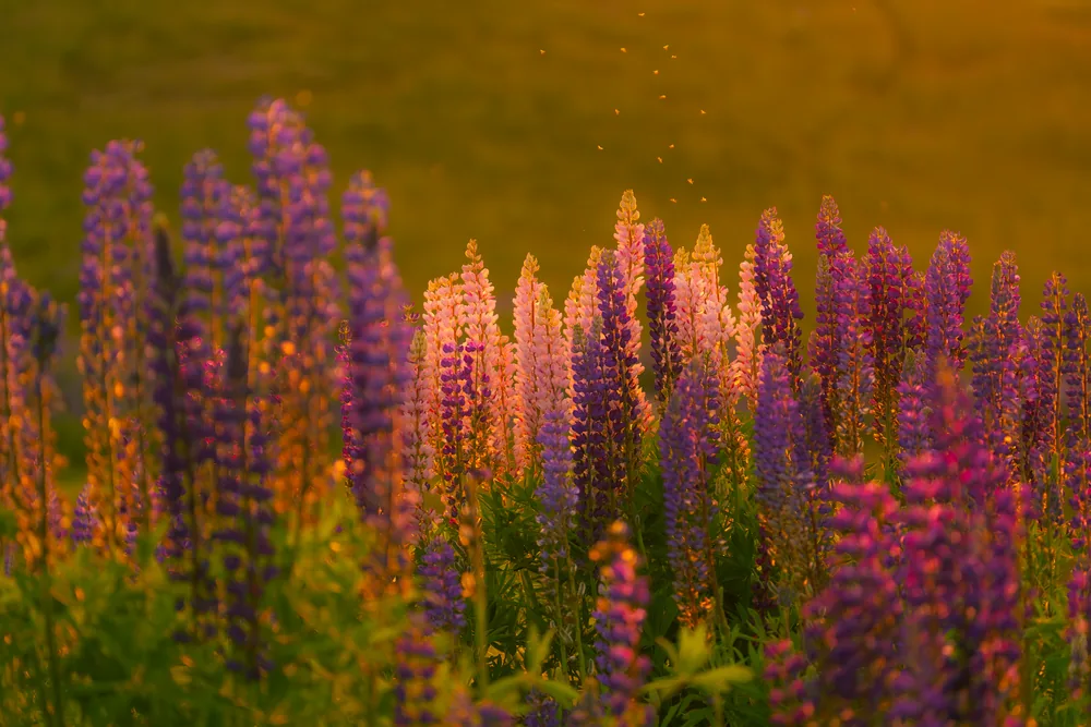Pink and purple flowers lit by warm sunlight against a dark meadow.
