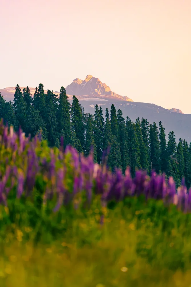 A mountain peak above a forest and softly blurred purple flowers at dusk.