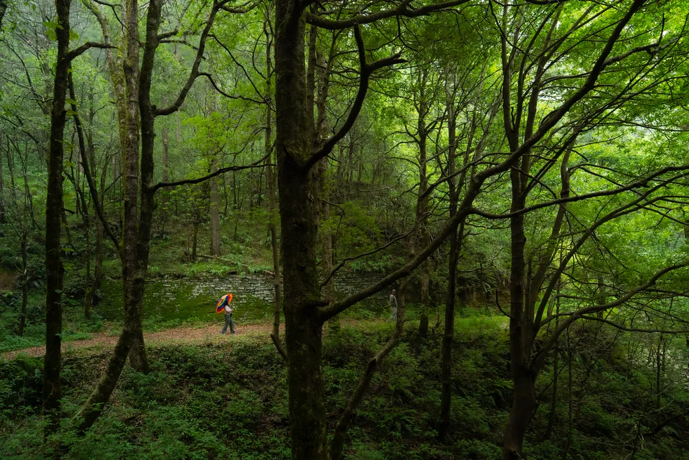 A person carrying a colourful umbrella along a path through a green forest.