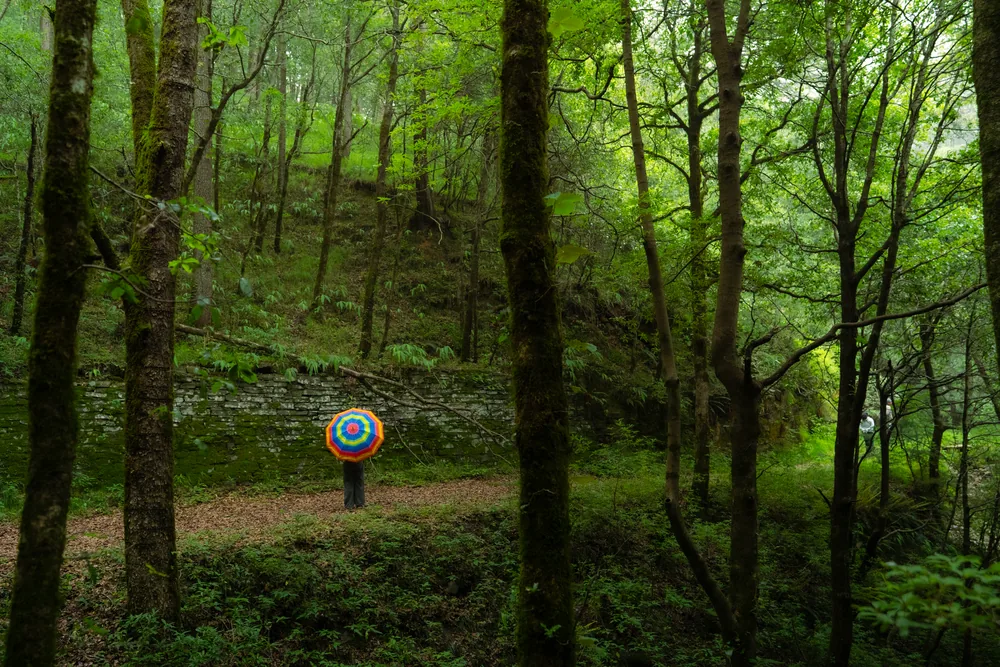 A person beneath a colourful circular umbrella among tall trees in a green forest.